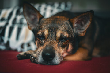 Portrait of a sleepy dog