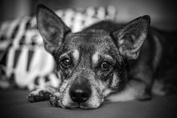 Black and white portrait of a dog.