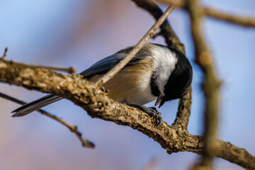 Close up of a Black-capped chickadee (Poecile atricapillus) perched on a branch eating a black oiled sunflower seed during winter in Wisconsin. Selective focus, background blur and foreground blur.
