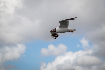 seagull flying in the sky
