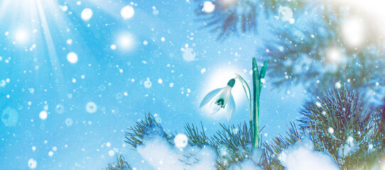 Fototapeta na wymiar Galanthus nivalis. snowdrop flower growing in snow in early spring forest