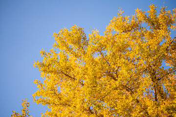 Fototapeta premium autumn ginkgo tree tunnels in Showa Memorial park