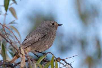 Obraz premium female Black Redstart perched on a tree branch