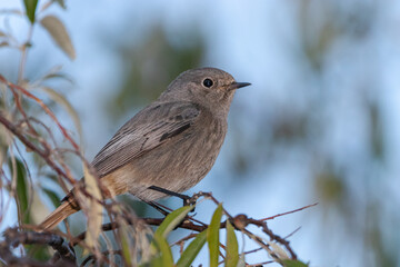 female Black Redstart perched on a tree branch