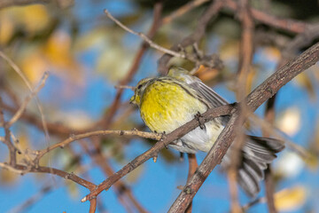 European Greenfinch perched on a tree branch