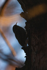 silhouette of a Short-toed Treecreeper against a tree trunk
