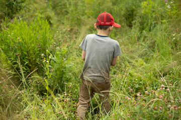 Naklejka na ściany i meble Child picks berries. Boy in grass. Berry search. Child in summer in nature.