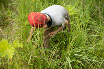 Child picks berries. Boy in grass. Berry search. Child in summer in nature.