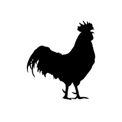  rooster isolated on white background © KR Studio