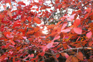 red leaves in autumn 