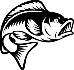 Vector illustration of a perch fish