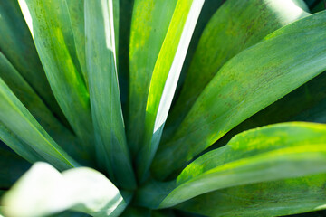 Obraz premium green flower nature