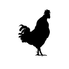 rooster silhouette isolated on white