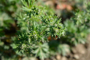 Naklejka premium Pamir Cinquefoil flower buds
