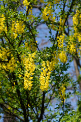 Common laburnum branches with flowers