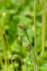 Coral Bells Apple Crisp flower buds
