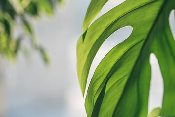 Monstera leaf close-up under sunlight.