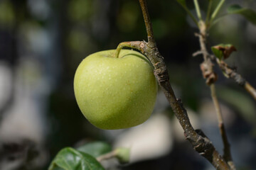 Golden Delicious apple fruit