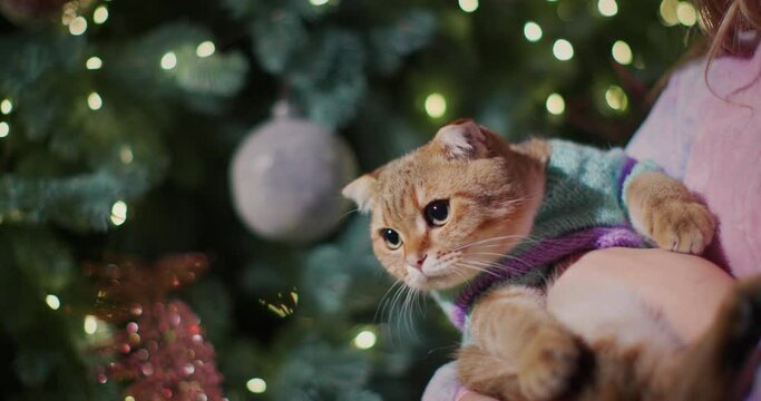 The child holds in his hands a cat in a warm sweater. Against the backdrop of Christmas tree lights