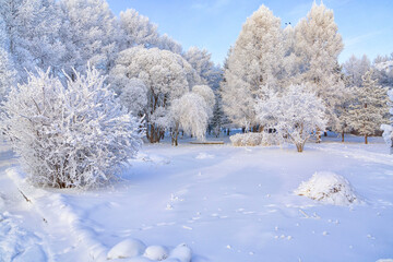 Trees covered with frost on a frosty winter day. Climate, weather, meteorology.