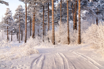 Winter landscape, pines covered with hoarfrost, on a frosty day. Climate, weather, meteorology.
