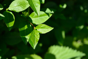Oval-leaved privet leaves