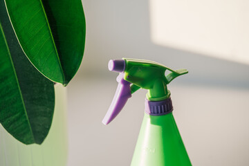 Ficus with large leaves on the windowsill in front of green spray bottle.
