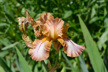Tall bearded iris Wild Ginger flower