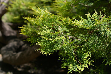 Rheingold Arborvitae branches