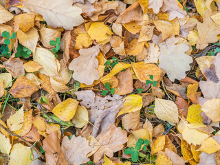 Orange, brown and yellow fallen oak leaves in the sunlight.