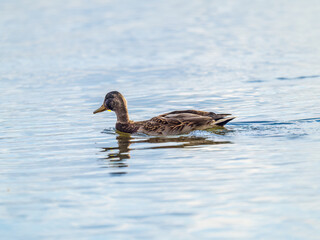 Mallard female Duck swims in the pond.