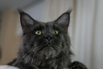 Portrait of a young black charming Maine Coon cat with orange eyes. Close-up. Beautiful long-haired Maine Coon cat.