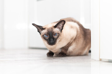 A beautiful, purebred Simskaya cat with blue eyes. Siamese cat with a piercing gaze black muzzle, black ears and paws.