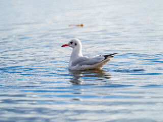 One Seagull, The Black-headed gull, Adult bird in winter plumage, swims on the calm lake shore