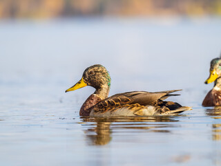 Mallard female Duck swims in the pond.