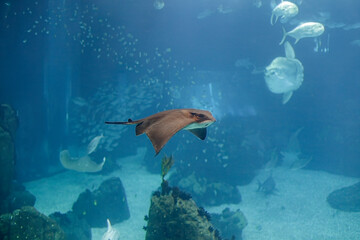 Fototapeta na wymiar Aquarium eagle ray passing by