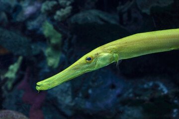 Yellow trumpet fish