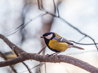Cute bird Great tit, songbird sitting on the branch with blured background