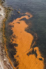 Orange beech leaves covering the surface of the ocean in Jasmund National Park on the German island Ruegen