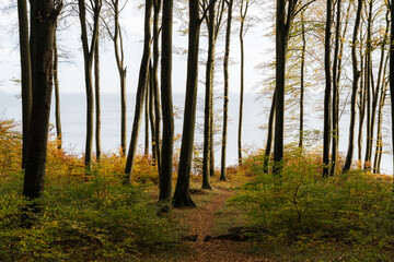 Ocean view through coastal beech forest in autumn conditions