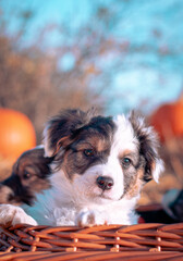 Puppy outdoors on a sunny day in pumpkin halloween