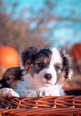 Puppy outdoors on a sunny day in pumpkin halloween