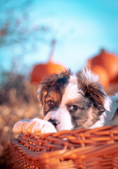 Puppy outdoors on a sunny day in pumpkin halloween