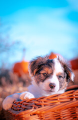 Puppy outdoors on a sunny day in pumpkin halloween