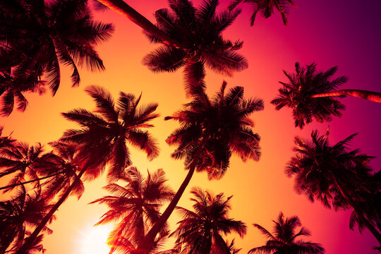 Warm sunset sun shining through coconut palms trees with colorful sky