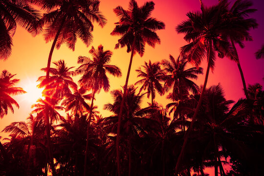 Warm sunset sun shining through coconut palms trees on ocean beach