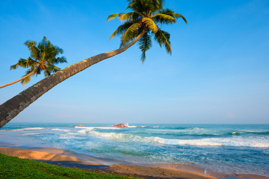 Two coconut palm trees hanging over tropical ocean beach