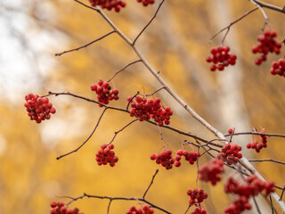 A bunch of red rowan in autumn leaves.