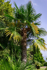 Palm tree at the south shore of Crimea