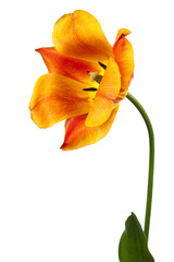 One beautiful red-yellow tulip on a white background - 550656362